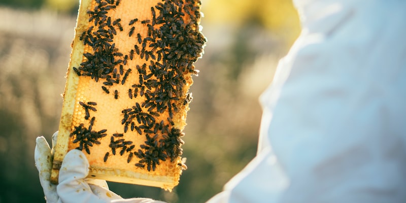 What are the disadvantages of a traditional bee hive?